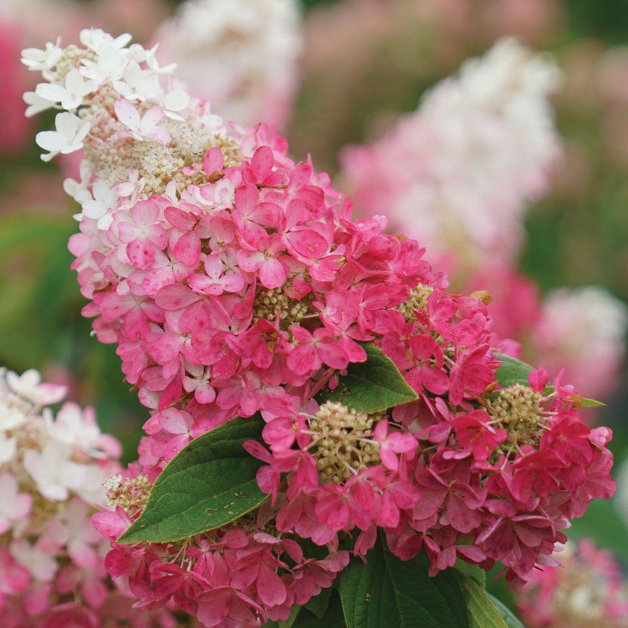 Hydrangea Pinky Winky® Panicle Hydrangea