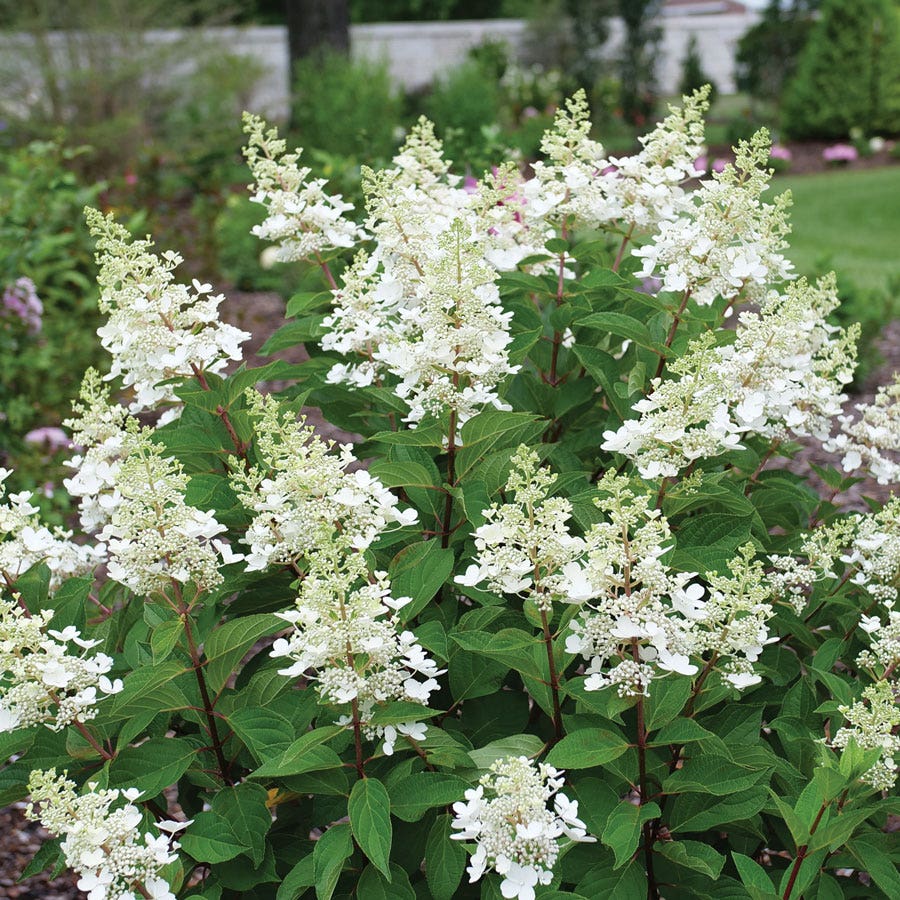 Hydrangea Pinky Winky® Panicle Hydrangea