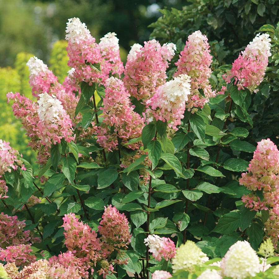 Hydrangea Pinky Winky® Panicle Hydrangea