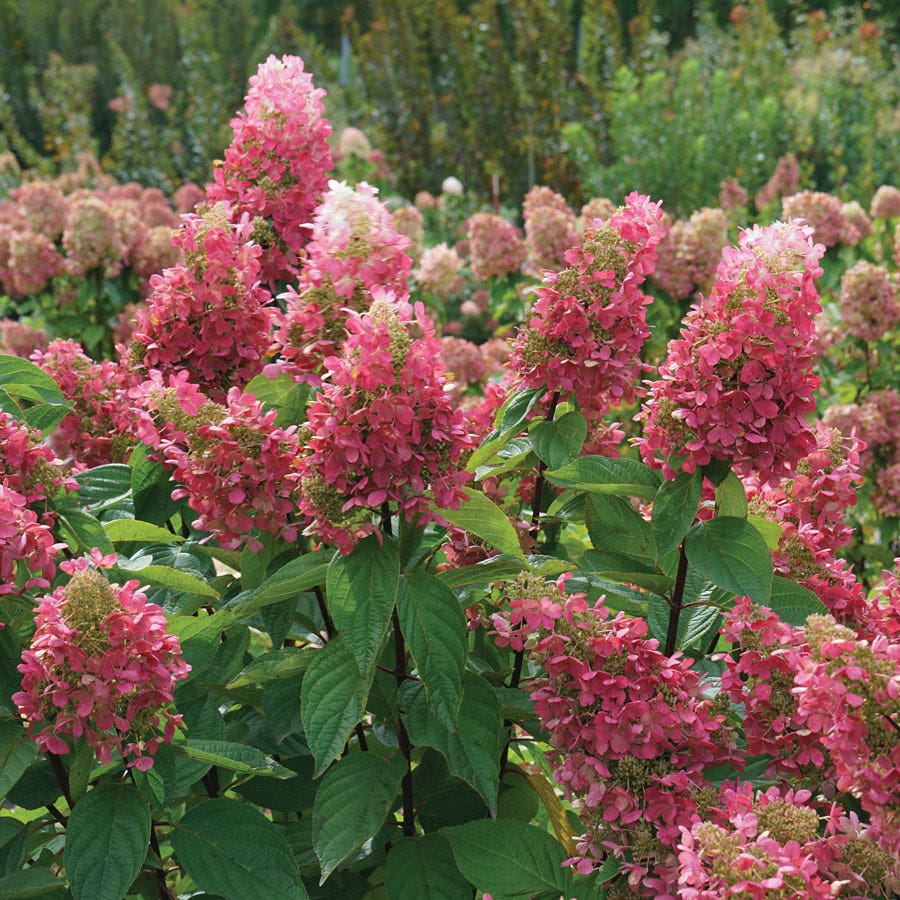 Hydrangea Pinky Winky® Panicle Hydrangea