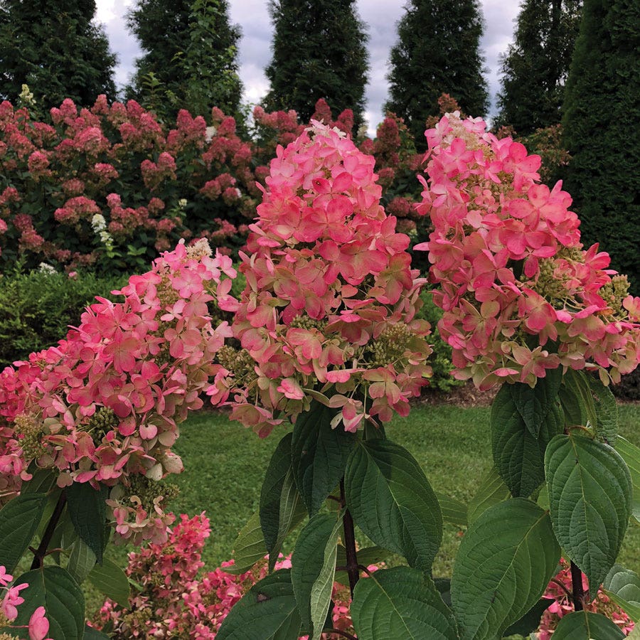 Hydrangea Pinky Winky® Panicle Hydrangea