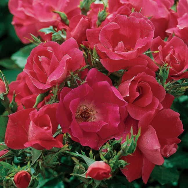 Rosa Knock Out®