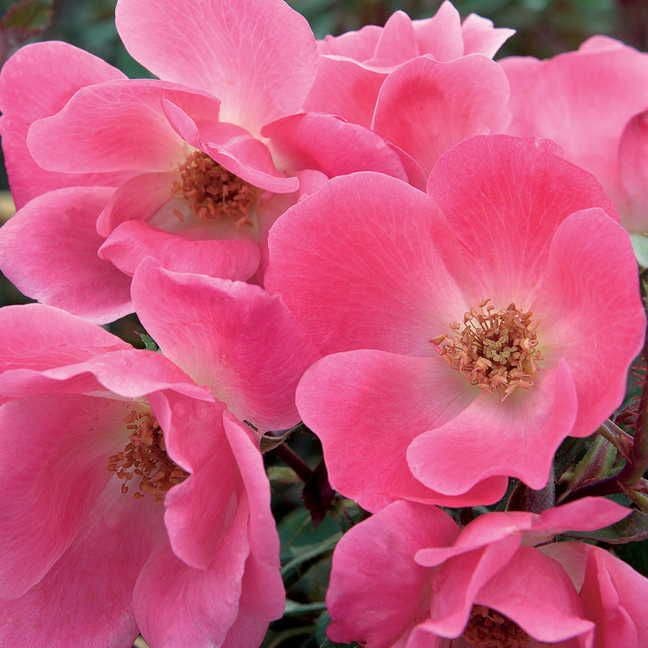Rosa Pink Knock Out®
