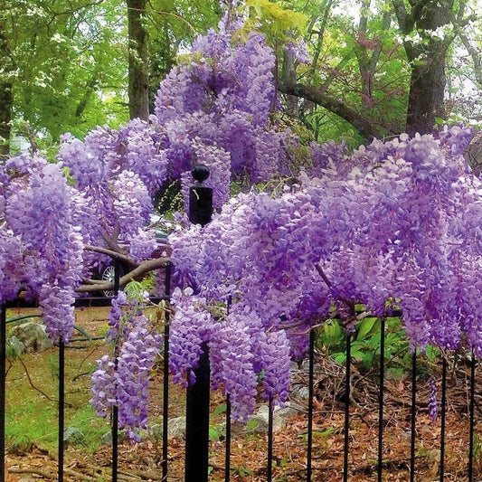 Wisteria 'Blue Moon'