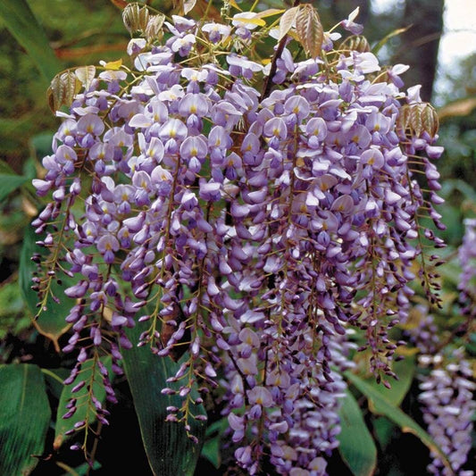 Wisteria 'Blue Moon'