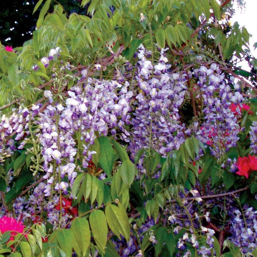 Wisteria 'Blue Moon'