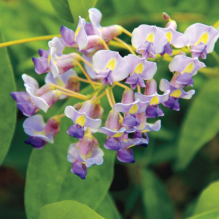 Wisteria 'Blue Moon'