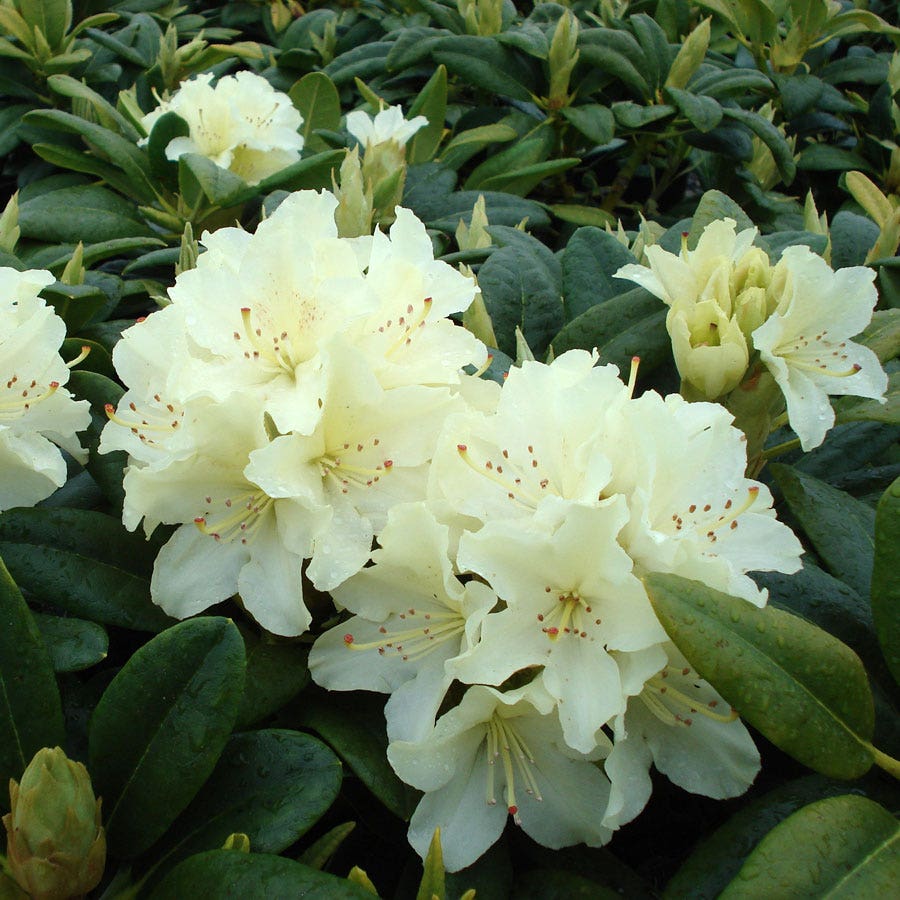 Capistrano Rhododendron