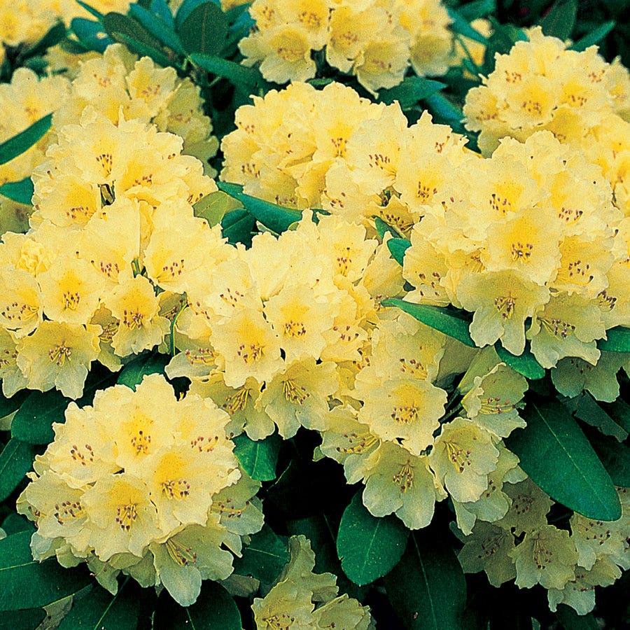 Capistrano Rhododendron