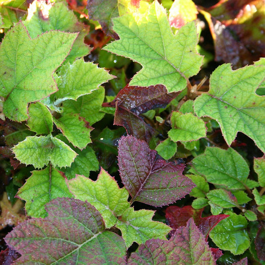 Sikes Dwarf Hydrangea quercifolia Oakleaf Hydrangea Shrub
