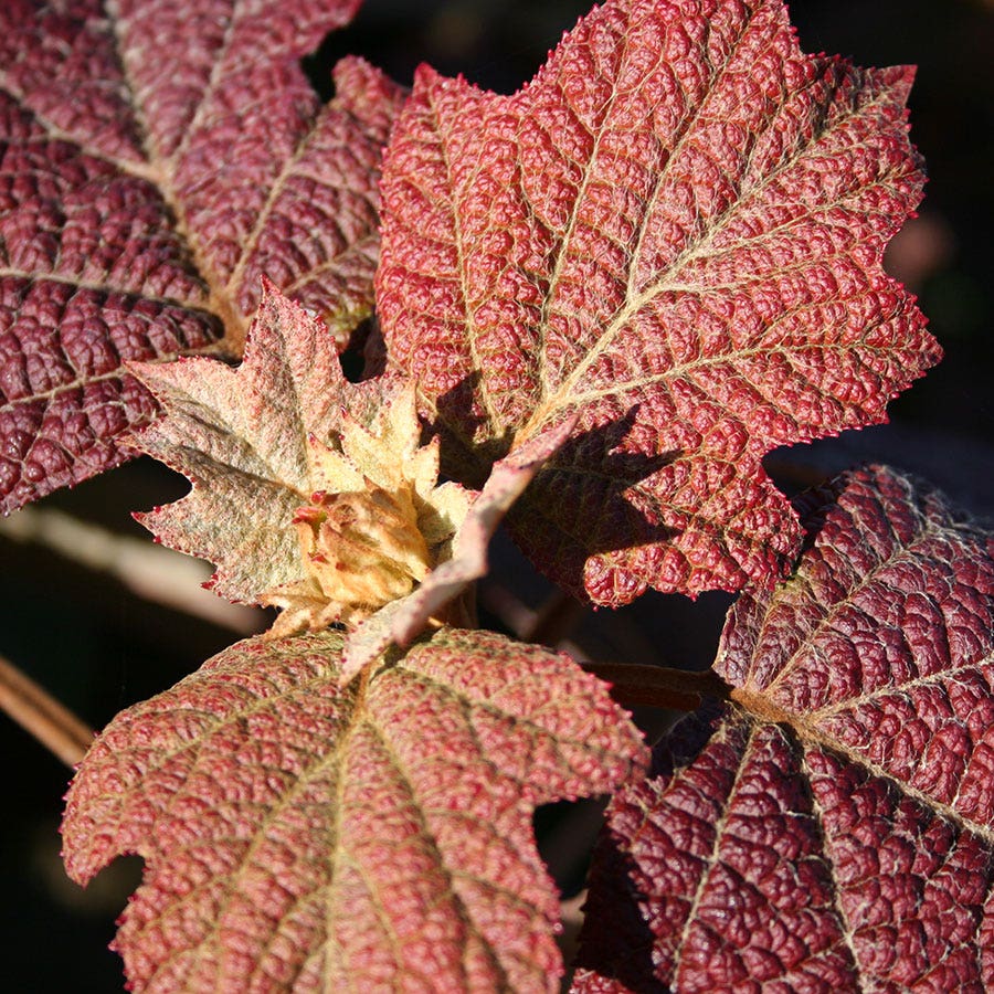 Sikes Dwarf Hydrangea quercifolia Oakleaf Hydrangea Shrub
