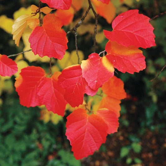 Fothergilla 'Mount Airy'
