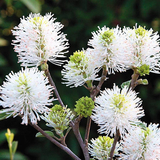 Fothergilla 'Mount Airy'