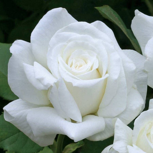 Rosa Pope John Paul II