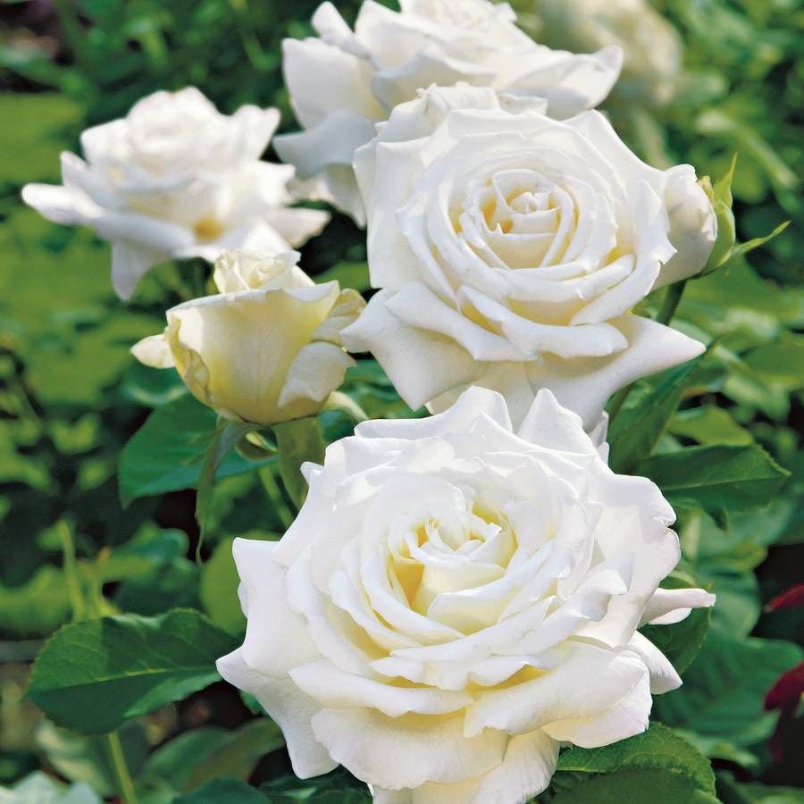 Rosa Pope John Paul II