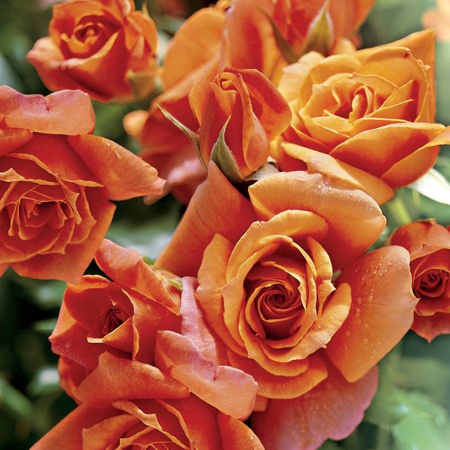 Rosa Disneyland Floribunda