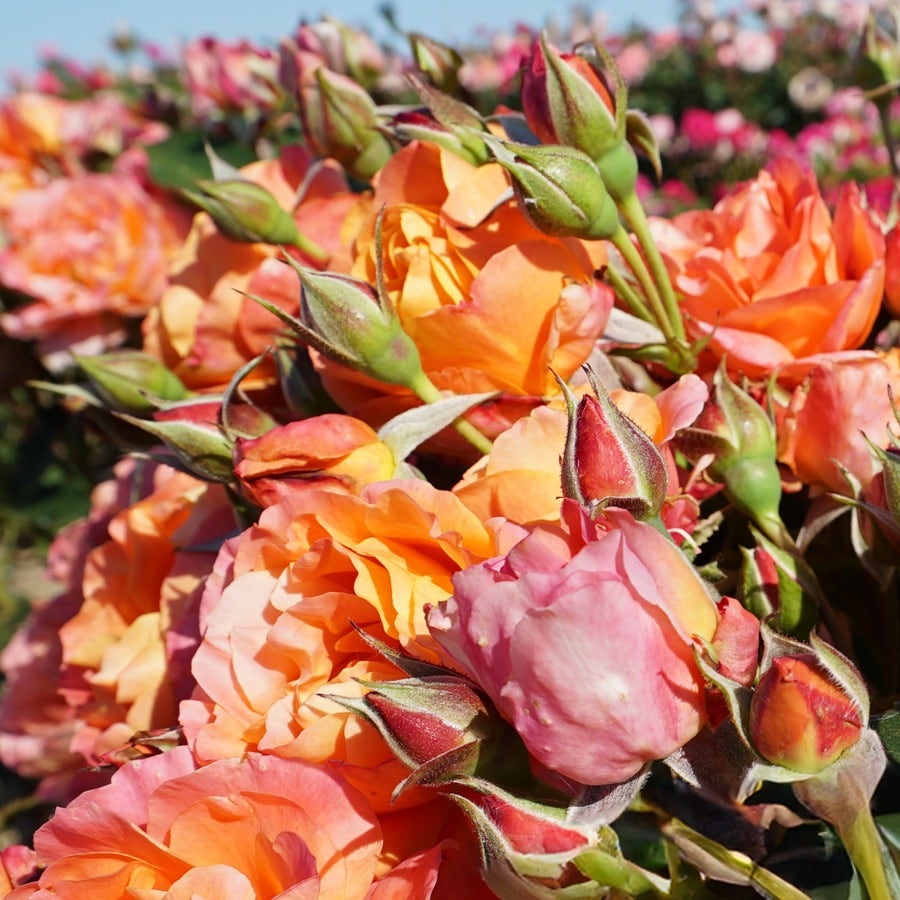 Rosa Disneyland Floribunda