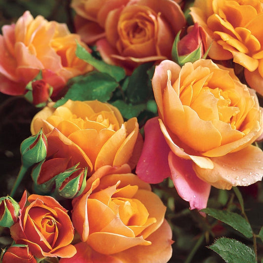 Rosa Disneyland Floribunda