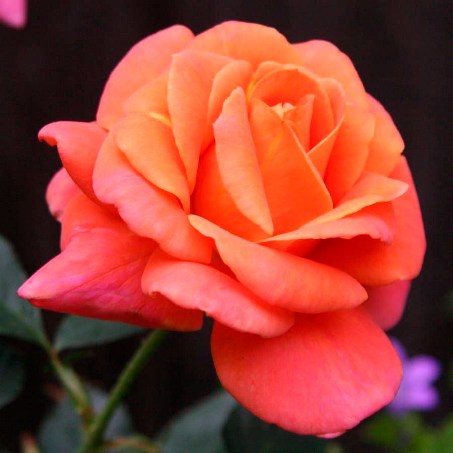 Rosa Disneyland Floribunda