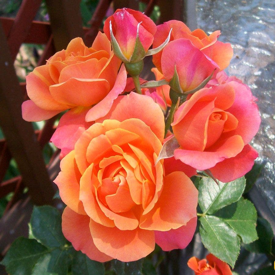 Rosa Disneyland Floribunda