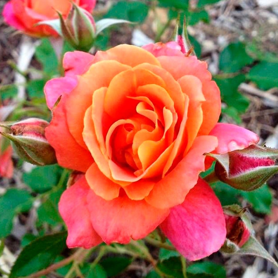 Rosa Disneyland Floribunda