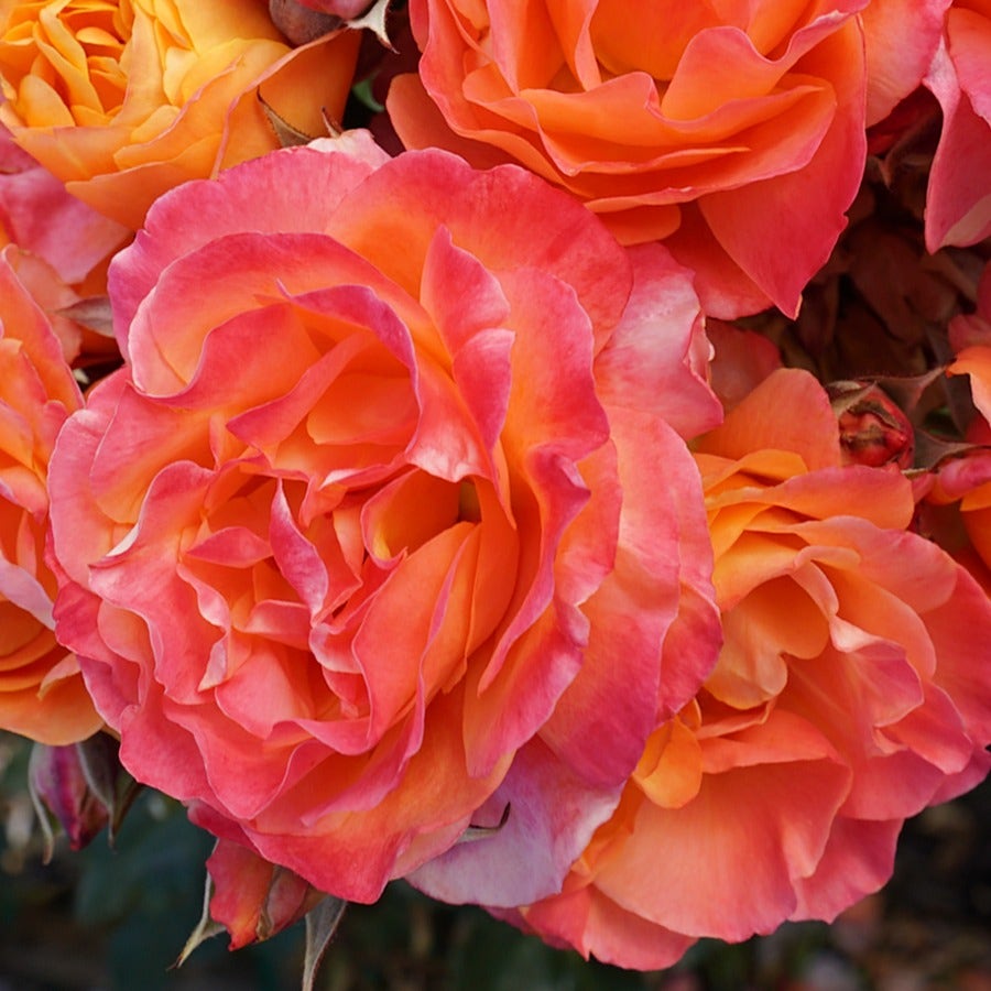 Rosa Disneyland Floribunda