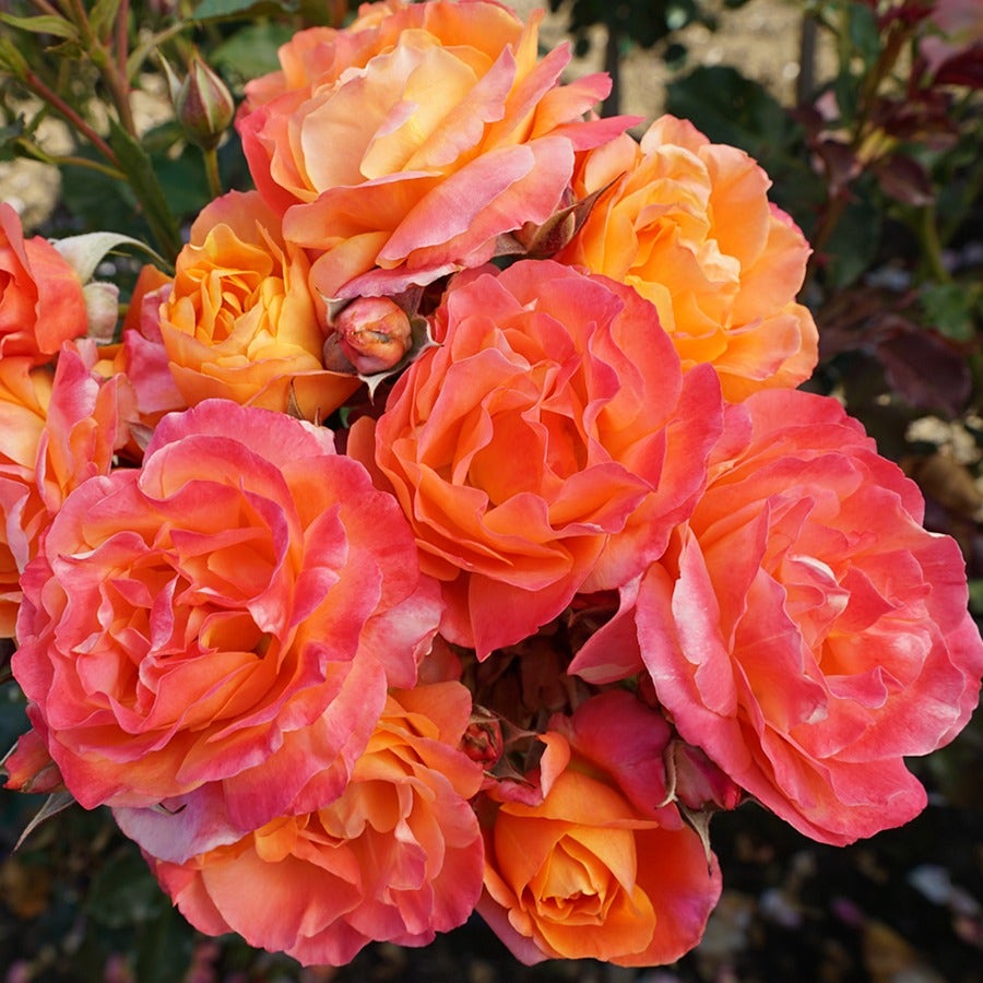 Rosa Disneyland Floribunda