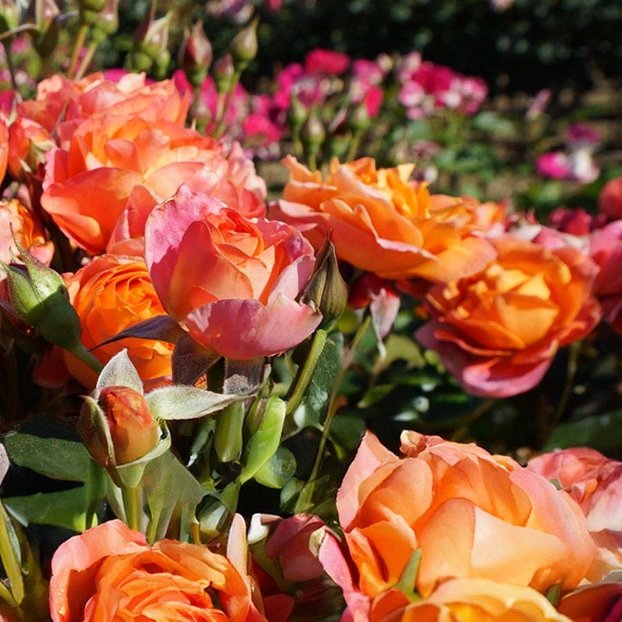 Rosa Disneyland Floribunda