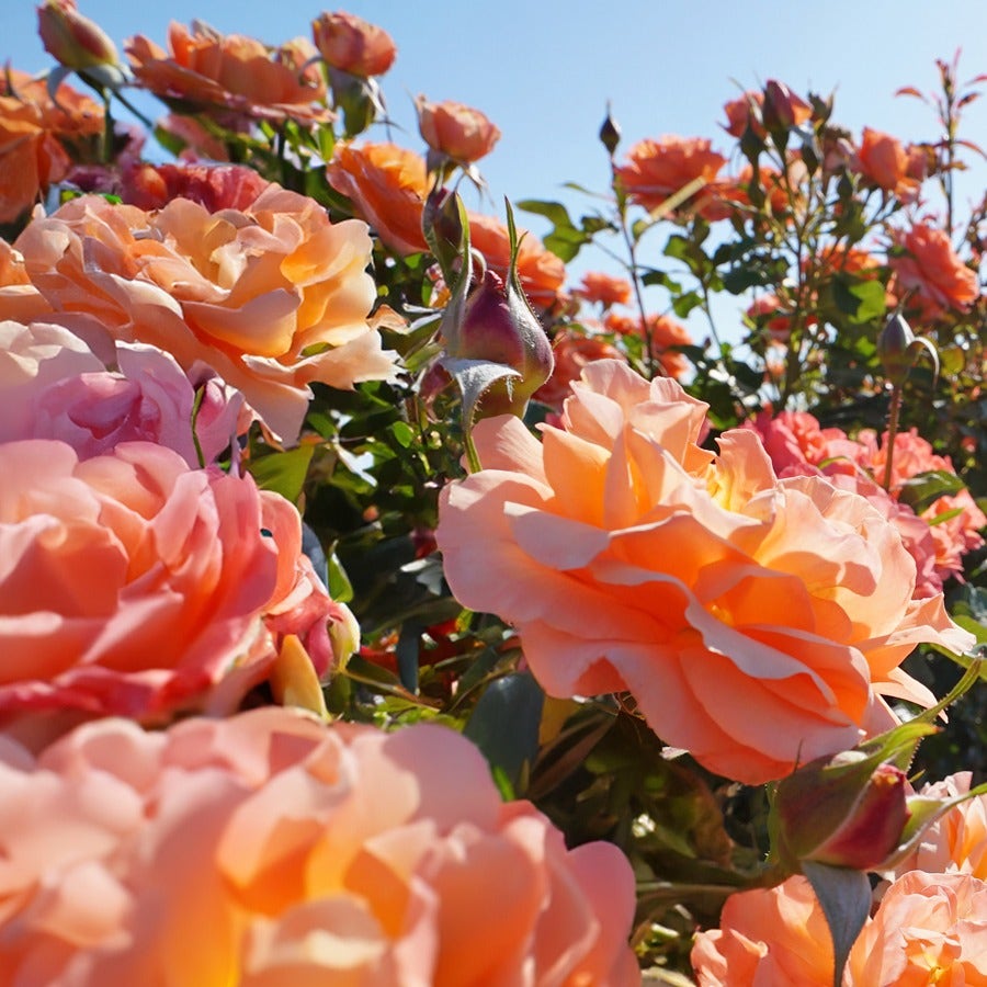 Rosa Disneyland Floribunda