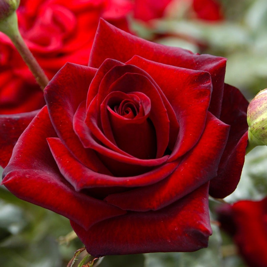 Rosa Black Cherry