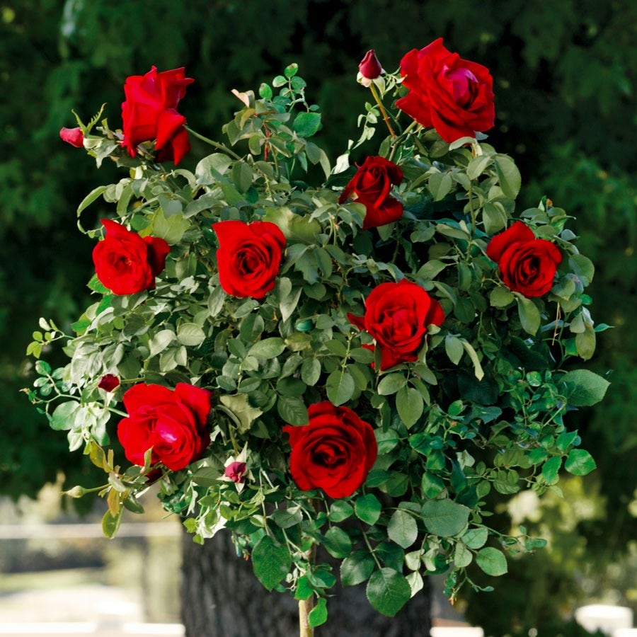 Rosa Black Cherry