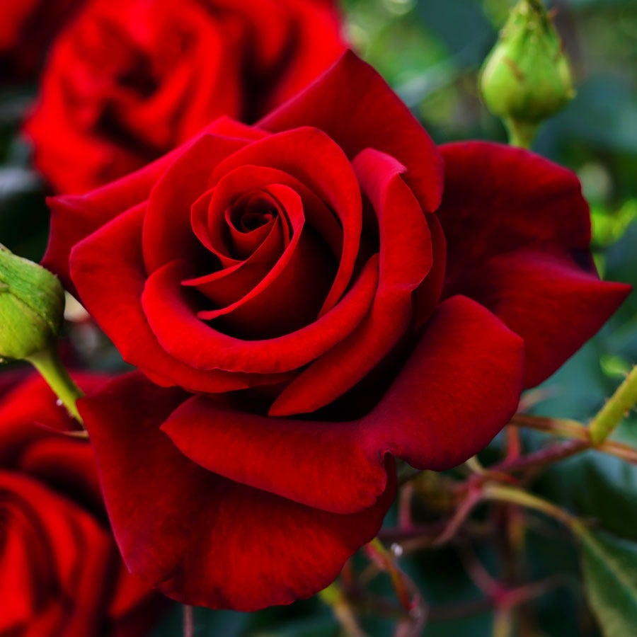 Rosa Black Cherry