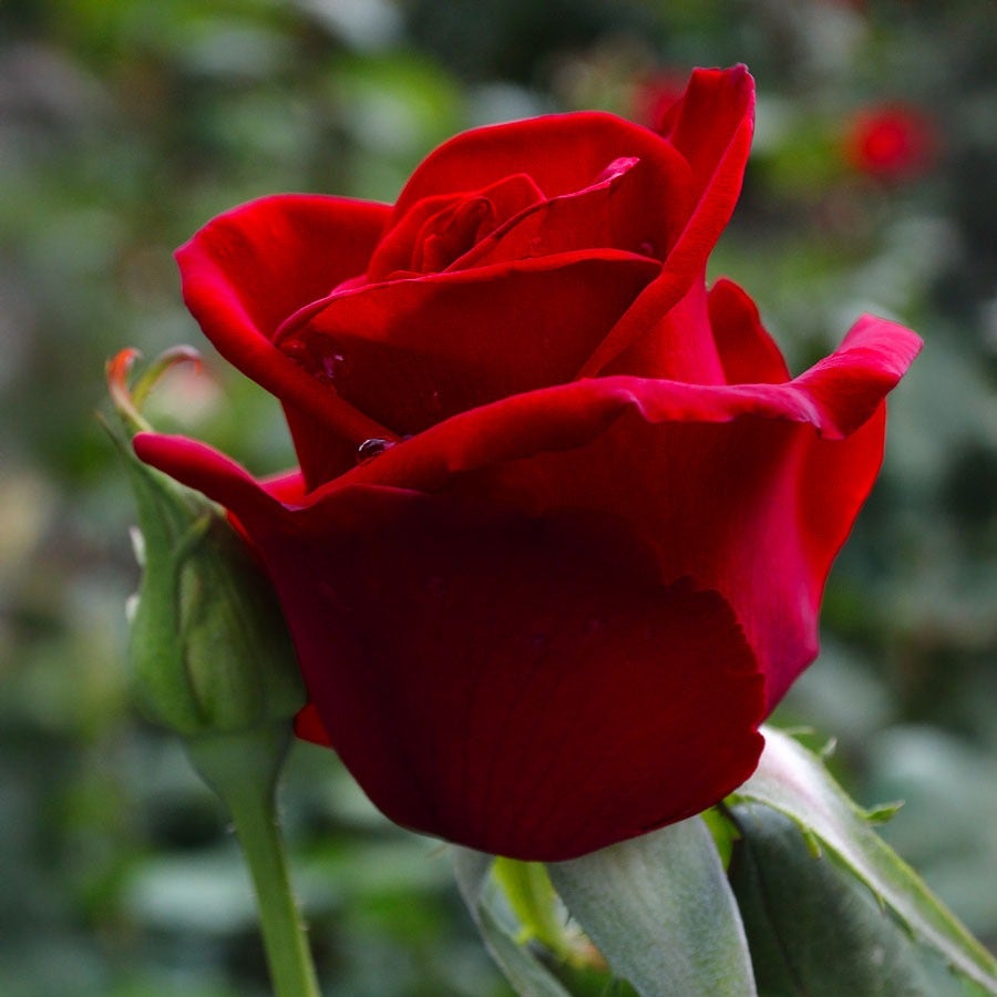 Rosa Black Cherry