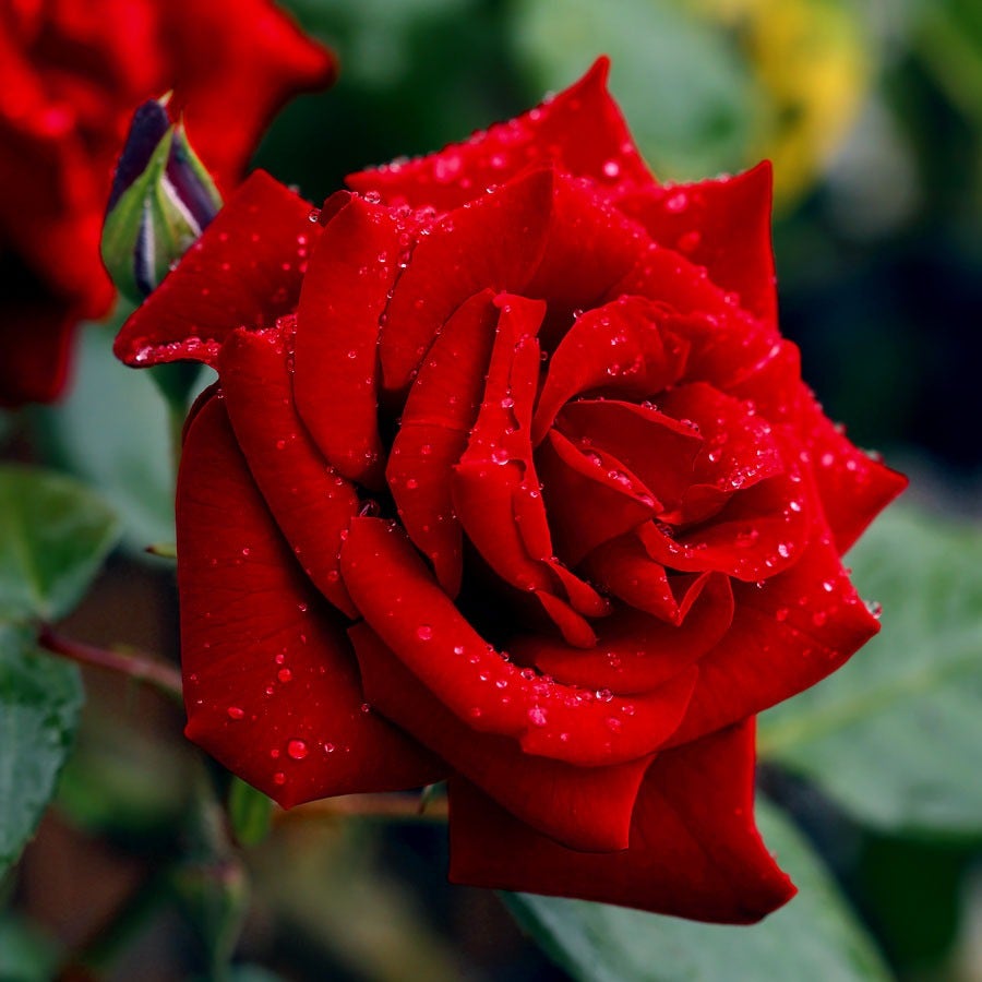 Rosa Black Cherry