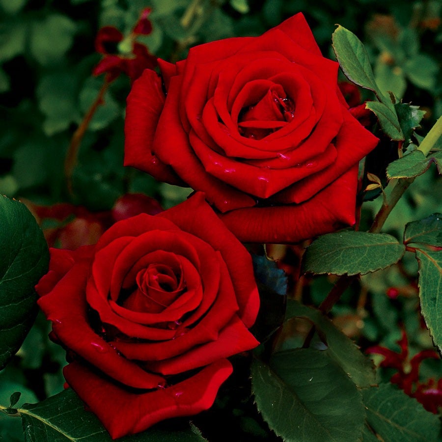 Rosa Black Cherry