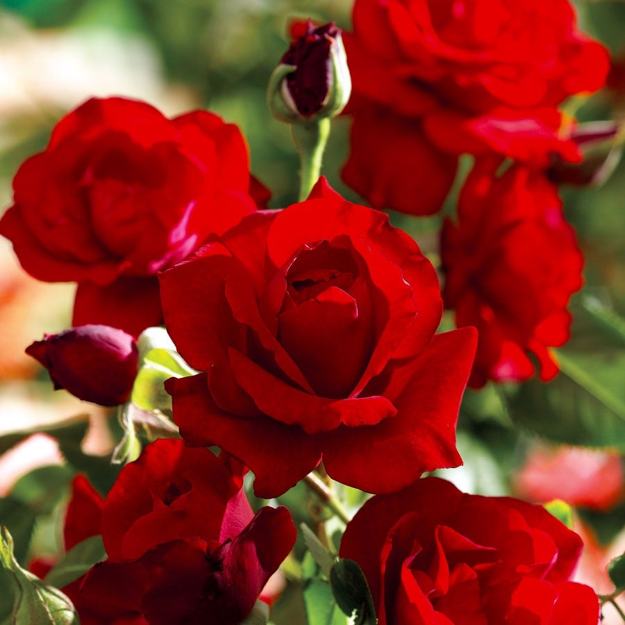 Rosa Black Cherry