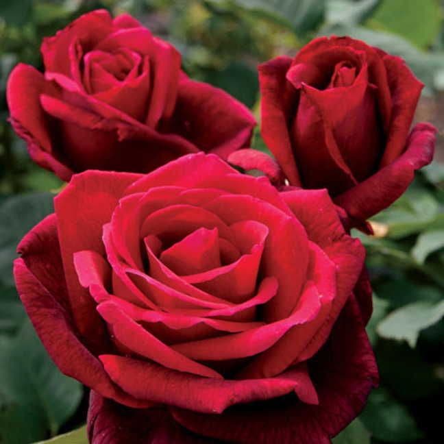 Rosa Mister Lincoln