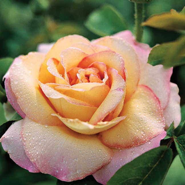 Rosa Peace