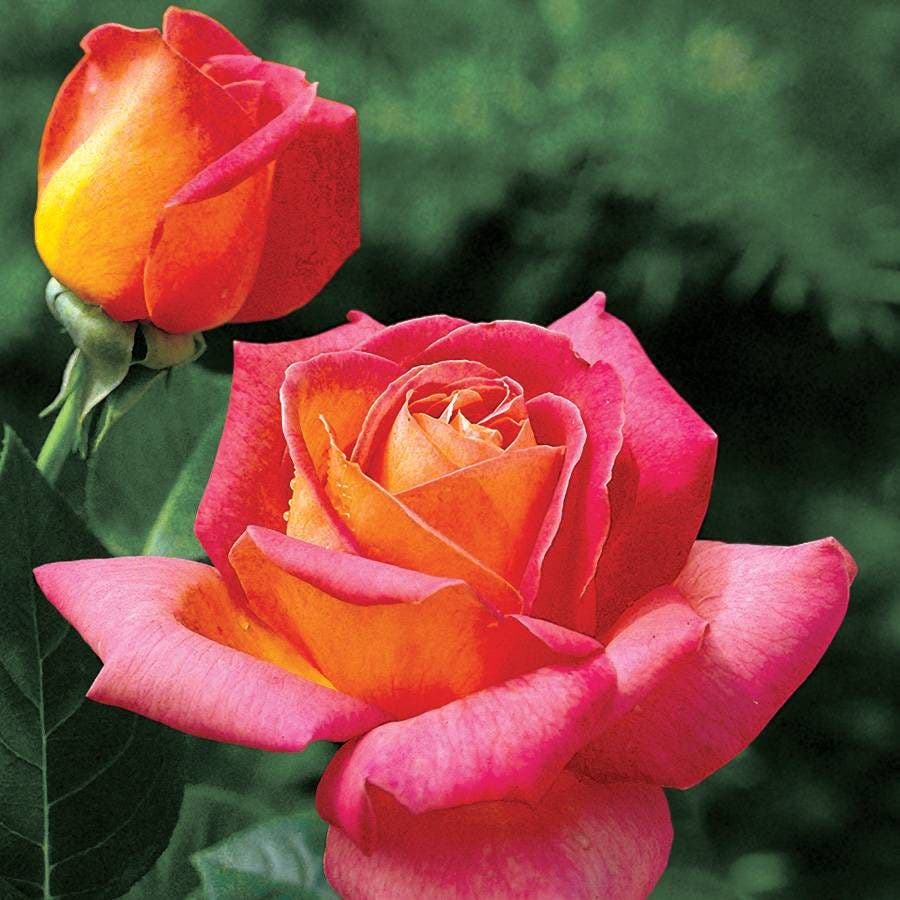 Rosa Summer Nights