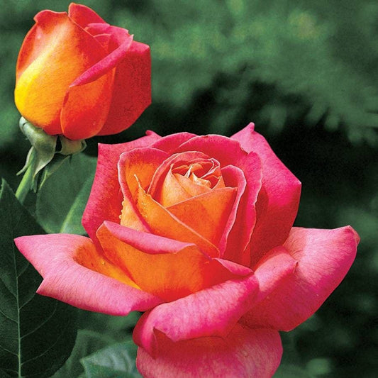 Rosa Summer Nights