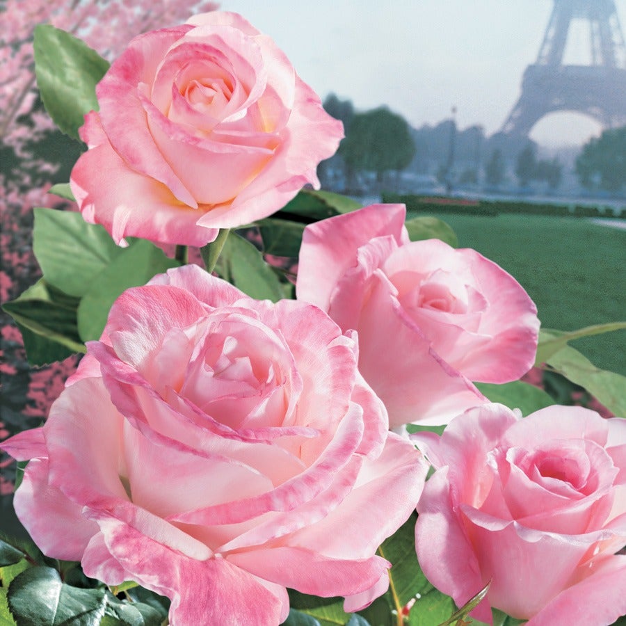 Rosa April in Paris