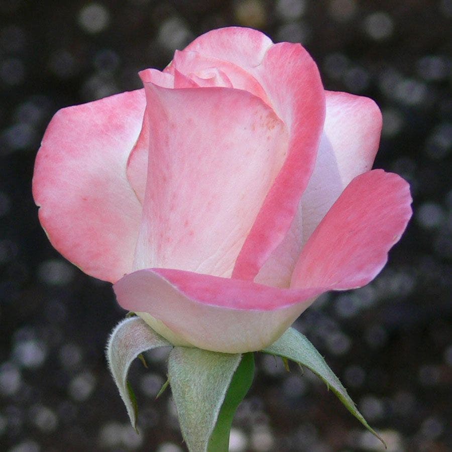 Rosa April in Paris