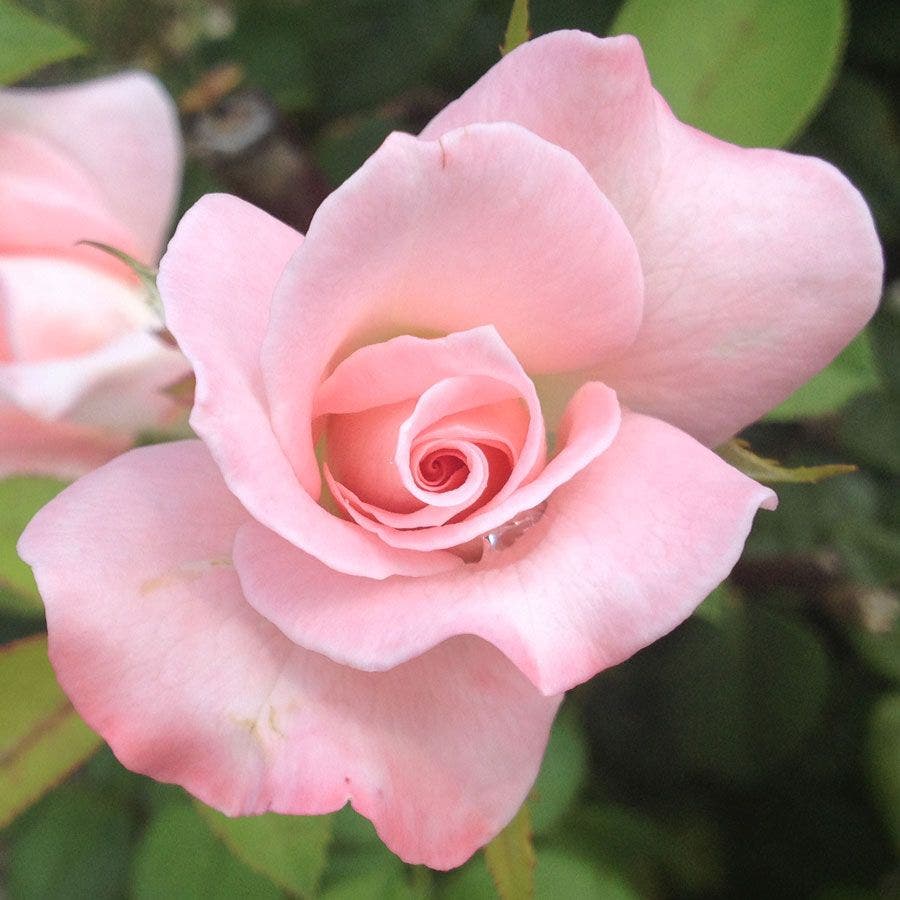 Rosa April in Paris