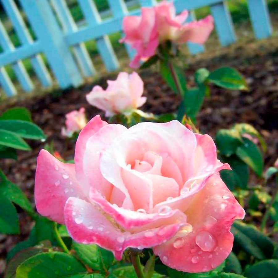 Rosa April in Paris