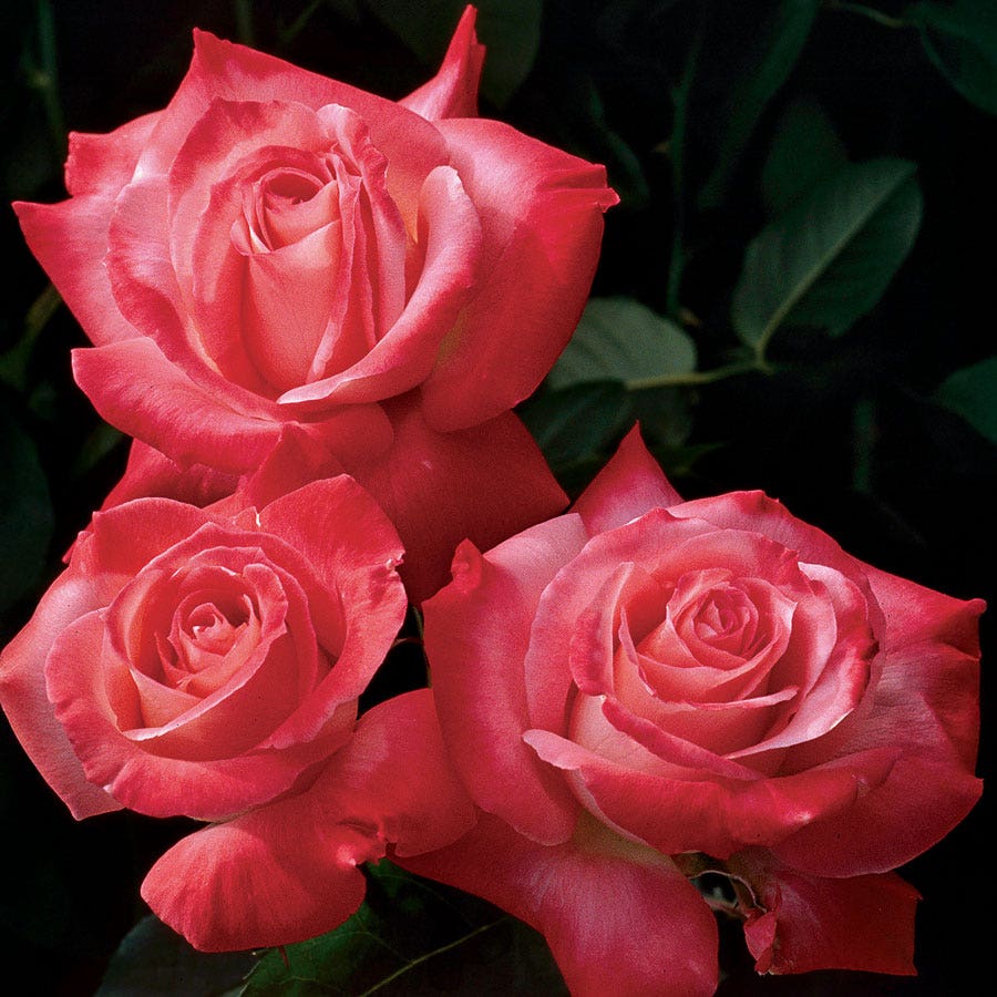 Rosa Brigadoon