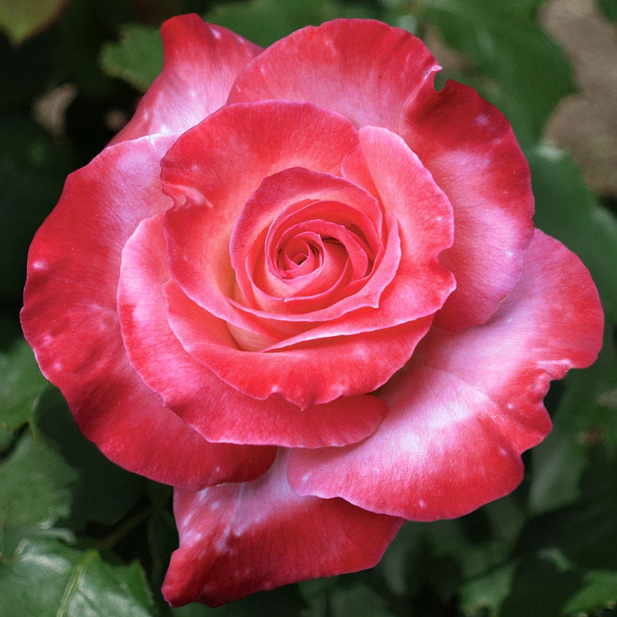 Rosa Brigadoon