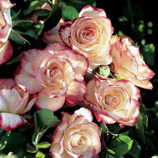 Rosa Cherry Parfait™