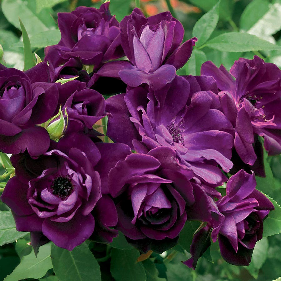 Rosa Burgundy Iceberg