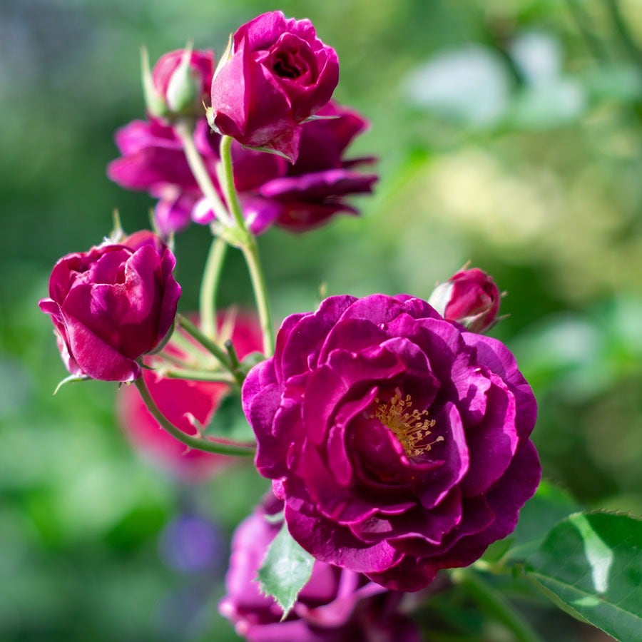 Rosa Burgundy Iceberg