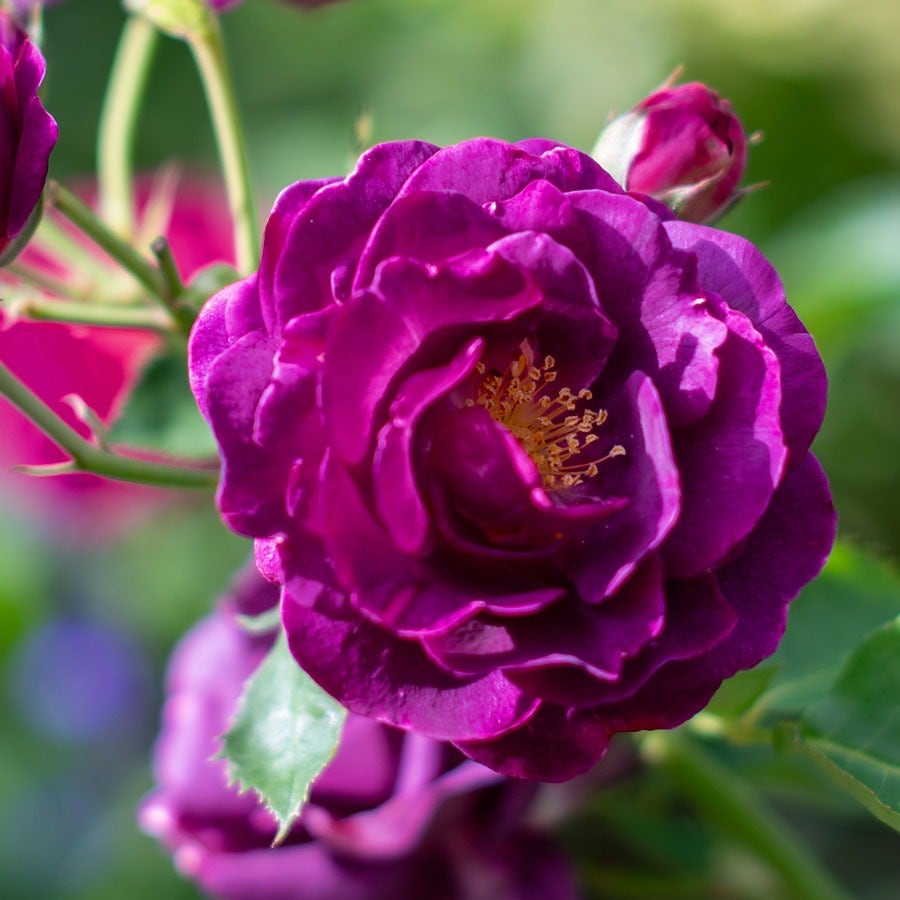 Rosa Burgundy Iceberg